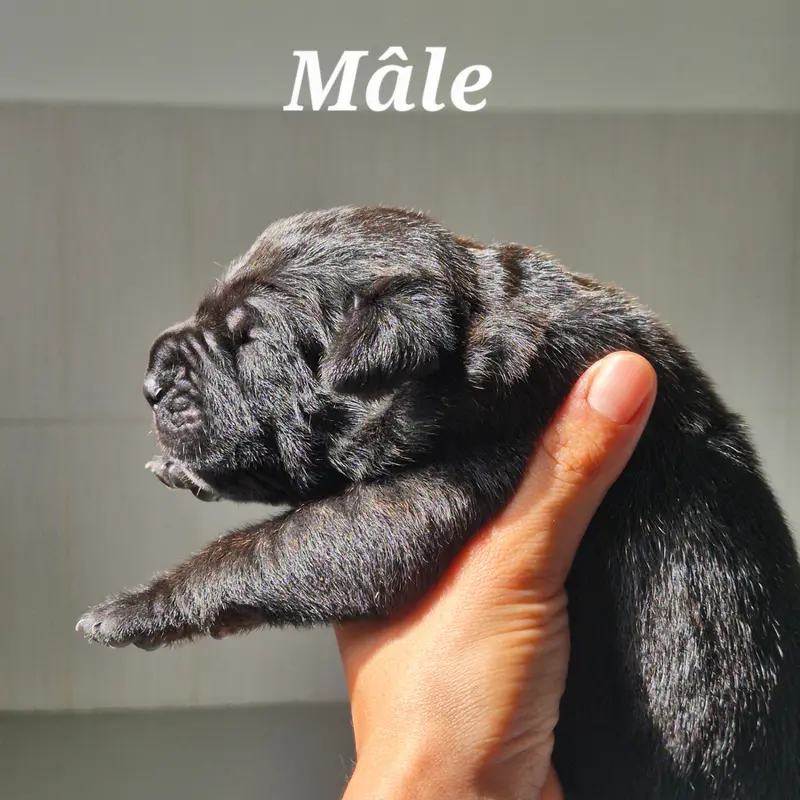 Bran, Cane corso, élevage Des Guerriers du Fenua