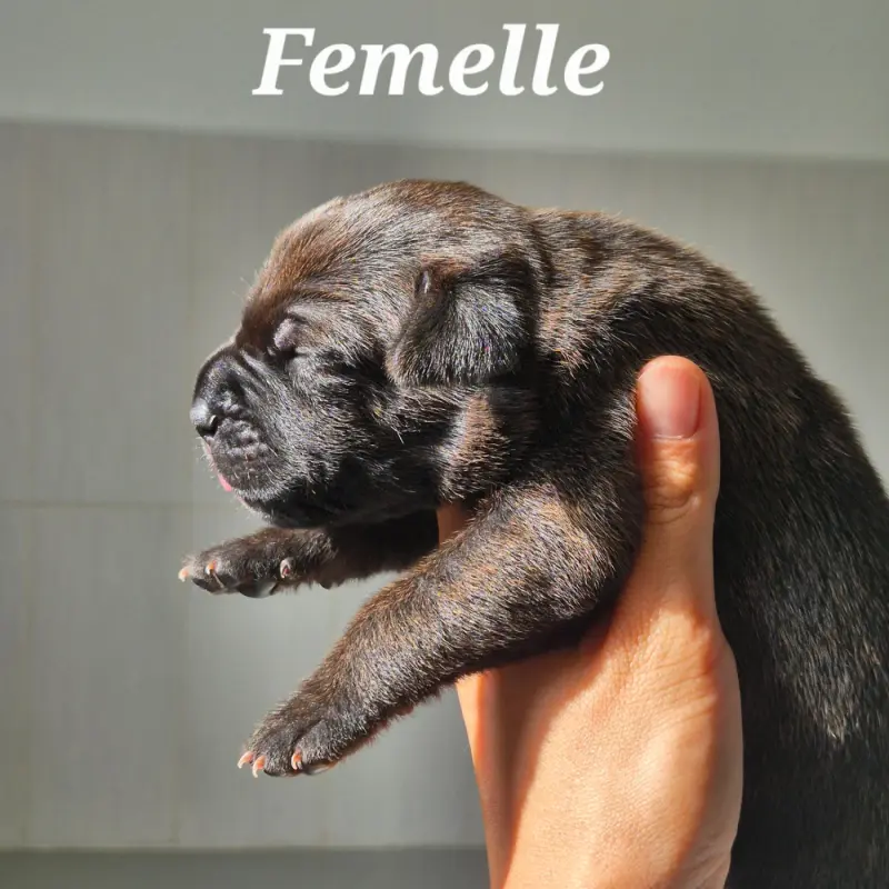 Brahmani, Cane corso, élevage Des Guerriers du Fenua