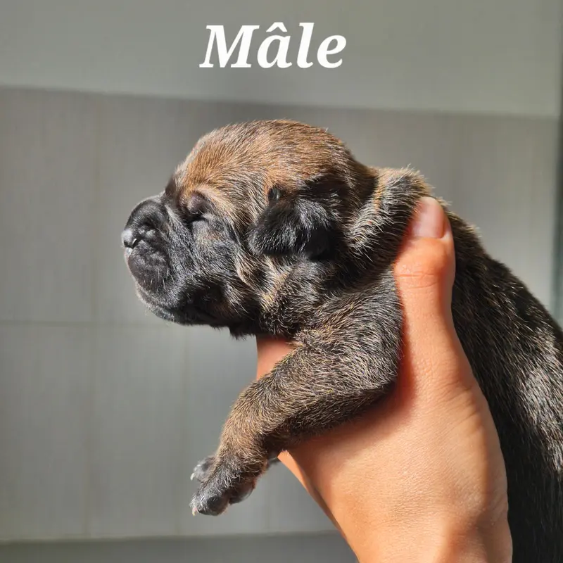Brovo, Cane corso, élevage Des Guerriers du Fenua