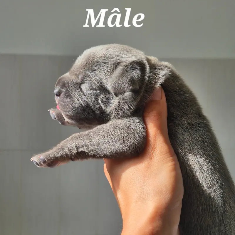 Bress, Cane corso, élevage Des Guerriers du Fenua