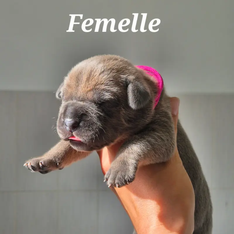 Portée de Cane corso, élevage Des Guerriers du Fenua
