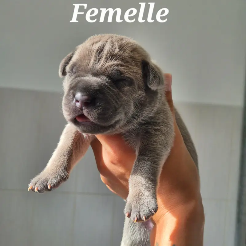 Portée de Cane corso, élevage Des Guerriers du Fenua