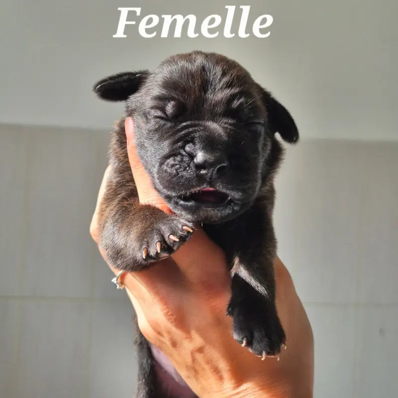 Portée de Cane corso, élevage Des Guerriers du Fenua