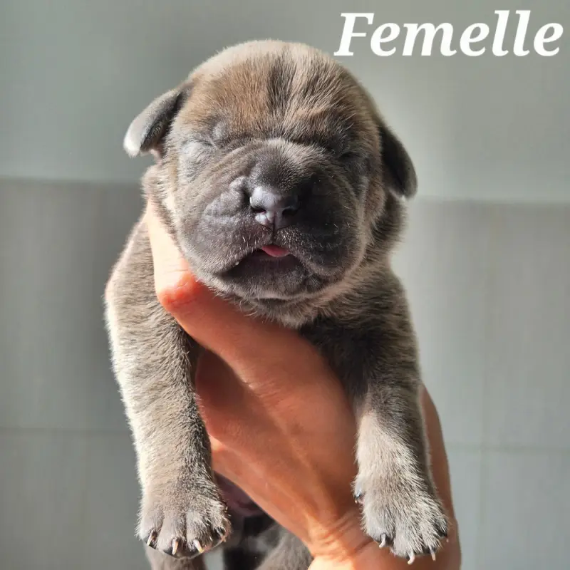Portée de Cane corso, élevage Des Guerriers du Fenua