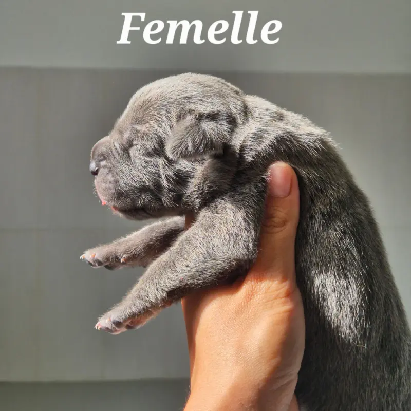 Bizilla, Cane corso, élevage Des Guerriers du Fenua