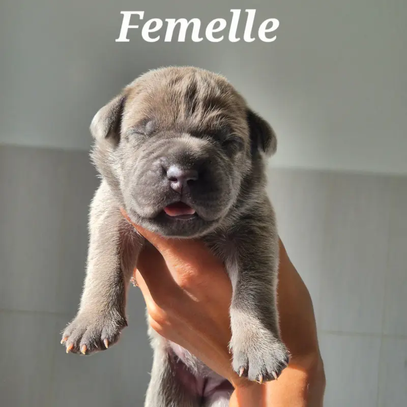 Portée de Cane corso, élevage Des Guerriers du Fenua