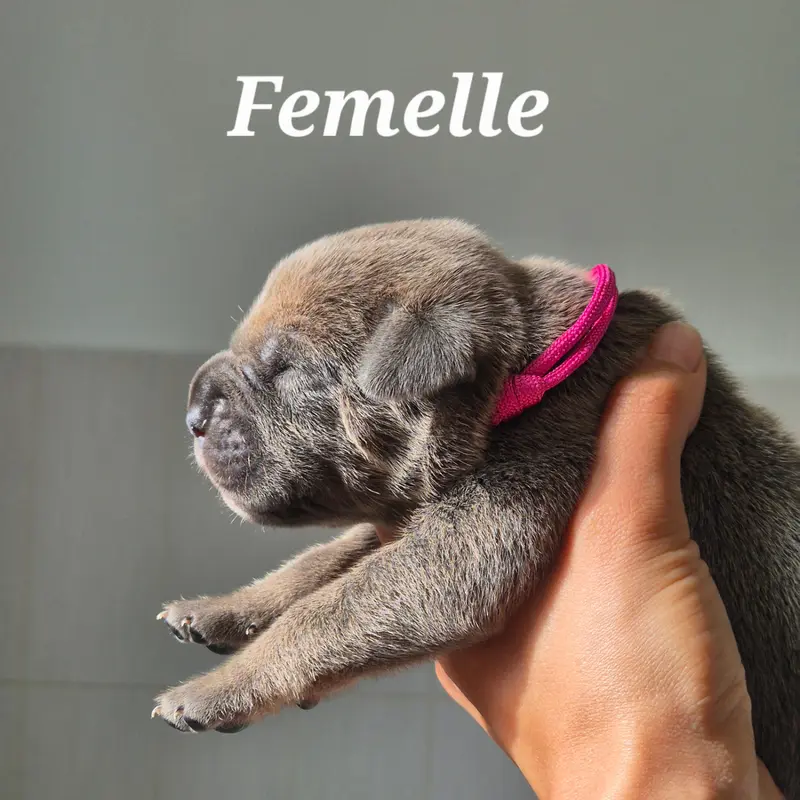 Bona Dea, Cane corso, élevage Des Guerriers du Fenua