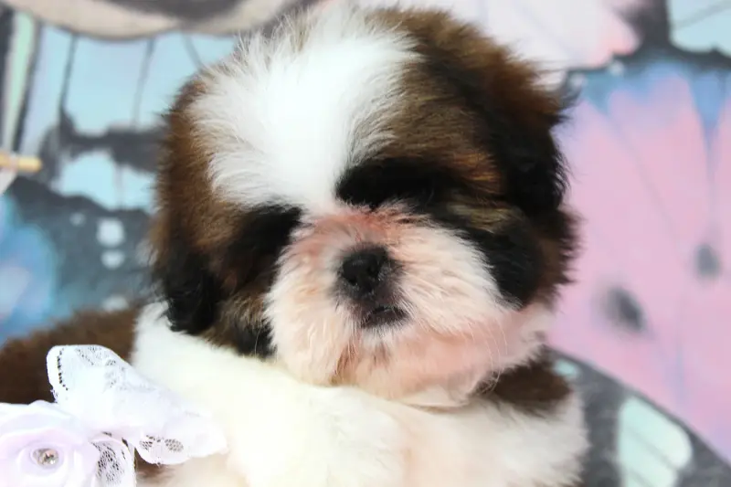 Portée de Shih tzu, élevage Des Anges de Batignolles