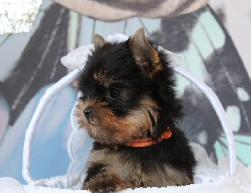 Portée de Yorkshire terrier, élevage Des Anges de Batignolles