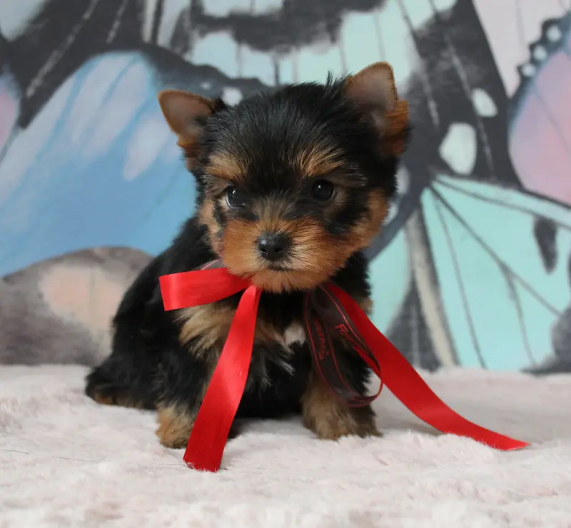 Baya, Yorkshire terrier, élevage Des Anges de Batignolles