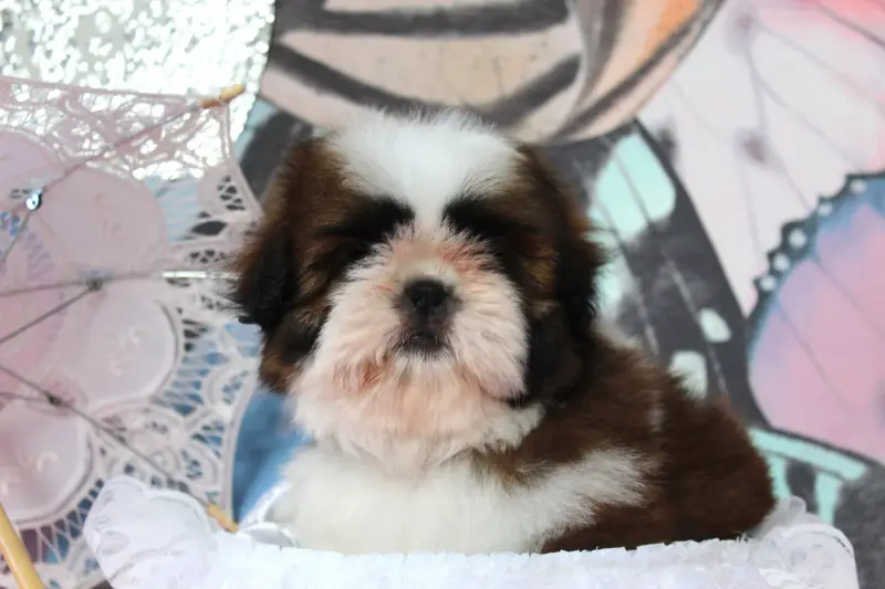 Portée de Shih tzu, élevage Des Anges de Batignolles