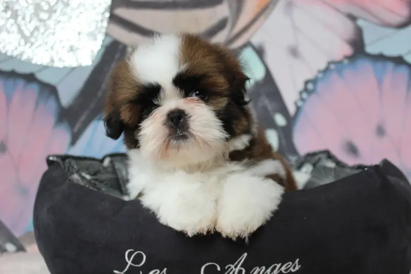 BÉBÉ 1 collier orange, Shih tzu, élevage Des Anges de Batignolles
