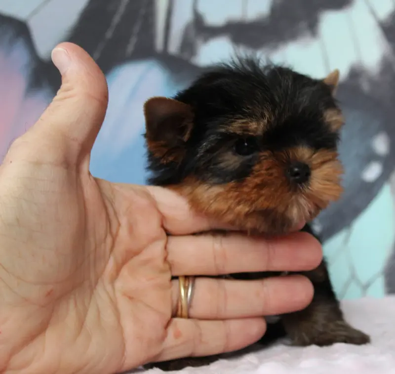 Portée de Yorkshire terrier, élevage Des Anges de Batignolles