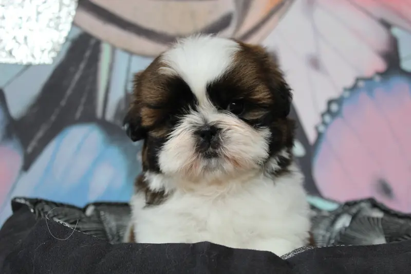BÉBÉ 2 collier rouge, Shih tzu, élevage Des Anges de Batignolles