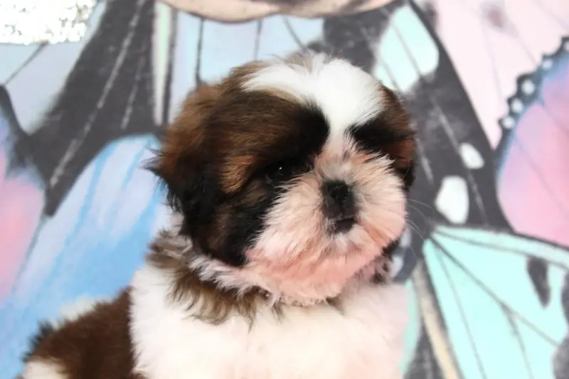 Portée de Shih tzu, élevage Des Anges de Batignolles