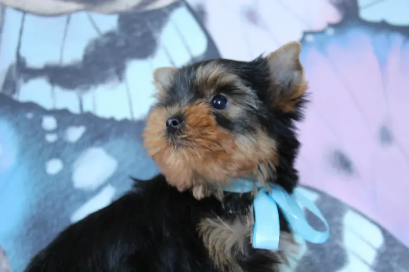 Portée de Yorkshire terrier, élevage Des Anges de Batignolles