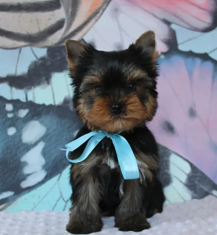 Portée de Yorkshire terrier, élevage Des Anges de Batignolles