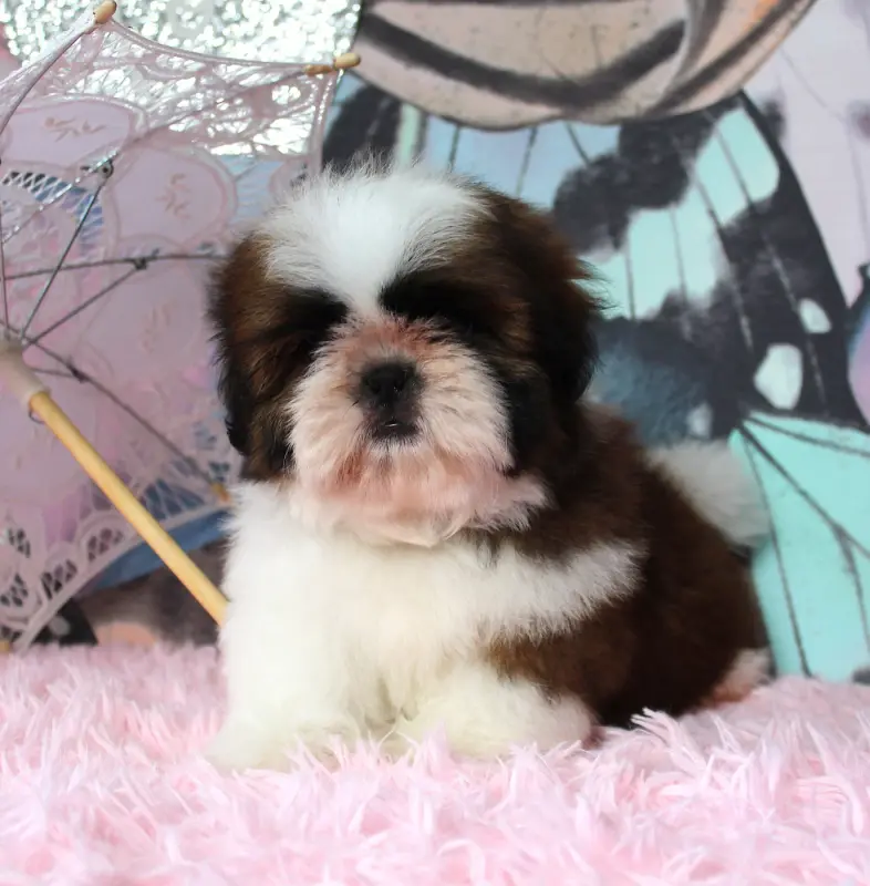 Portée de Shih tzu, élevage Des Anges de Batignolles