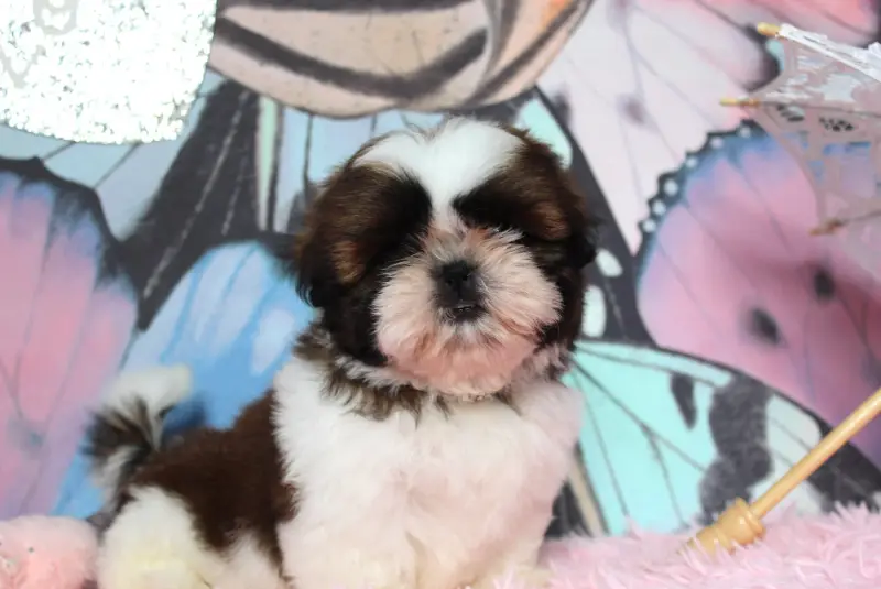 Portée de Shih tzu, élevage Des Anges de Batignolles