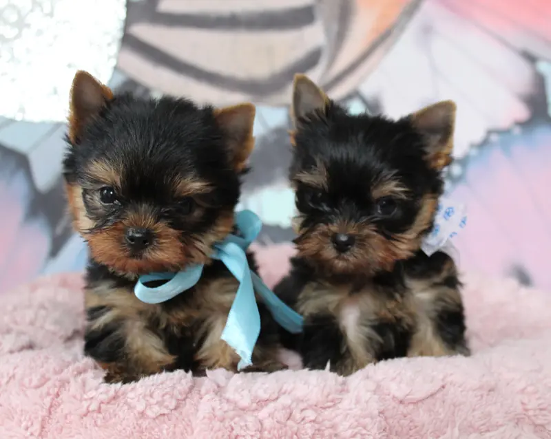 B'Joy, Yorkshire terrier, élevage Des Anges de Batignolles