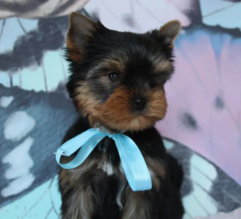Portée de Yorkshire terrier, élevage Des Anges de Batignolles