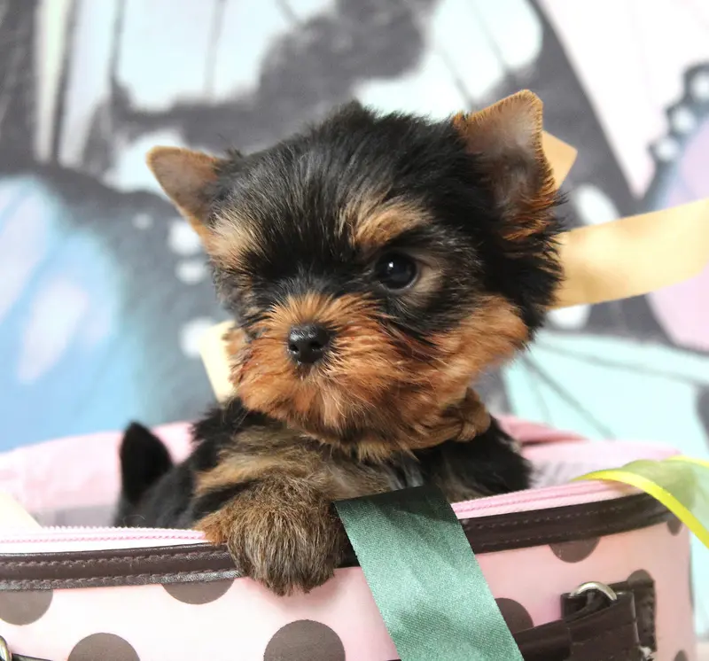 Barbie, Yorkshire terrier, élevage Des Anges de Batignolles