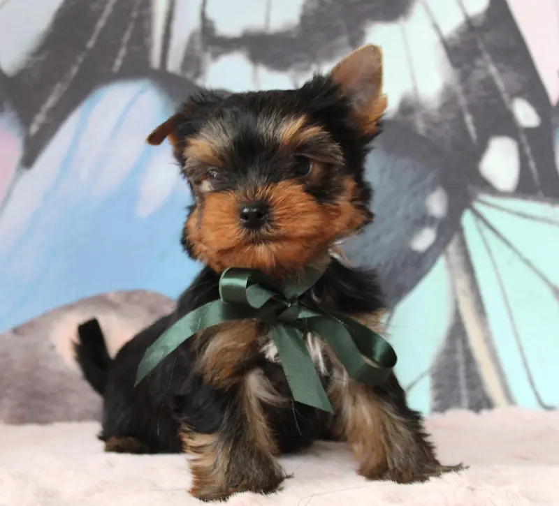 Billy, Yorkshire terrier, élevage Des Anges de Batignolles