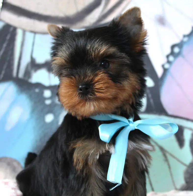 Portée de Yorkshire terrier, élevage Des Anges de Batignolles