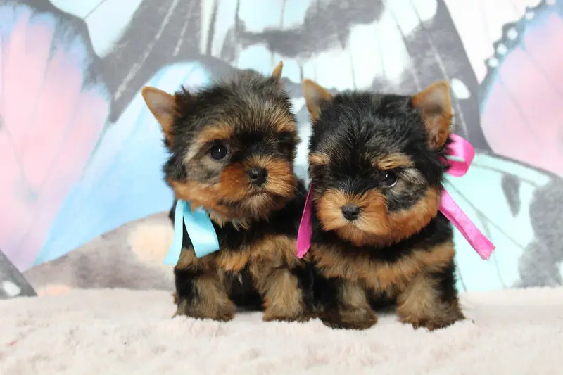 Baïka, Yorkshire terrier, élevage Des Anges de Batignolles