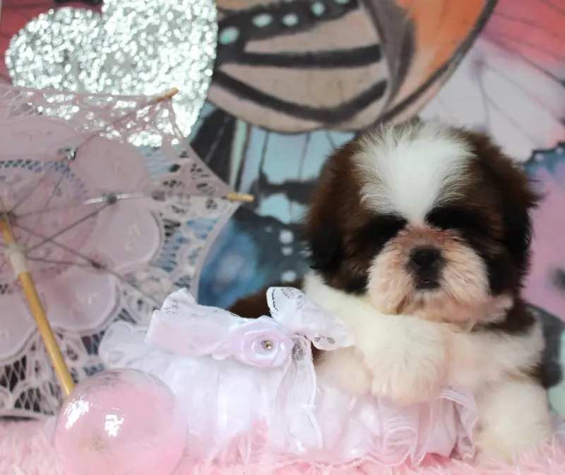 Portée de Shih tzu, élevage Des Anges de Batignolles