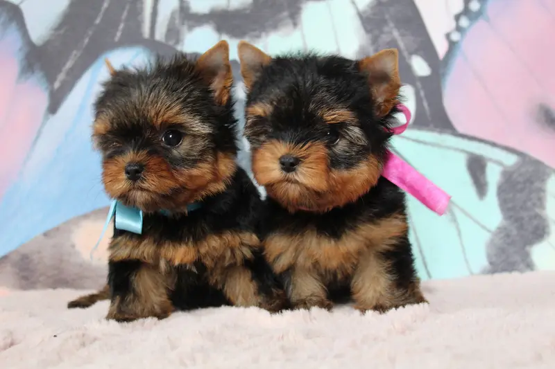 Brenda, Yorkshire terrier, élevage Des Anges de Batignolles