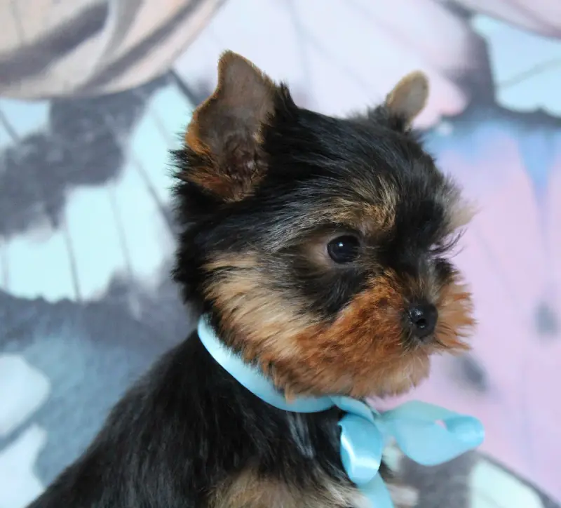Portée de Yorkshire terrier, élevage Des Anges de Batignolles