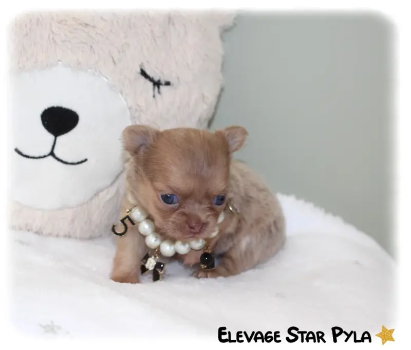 Portée de Chihuahua, élevage Star Pyla