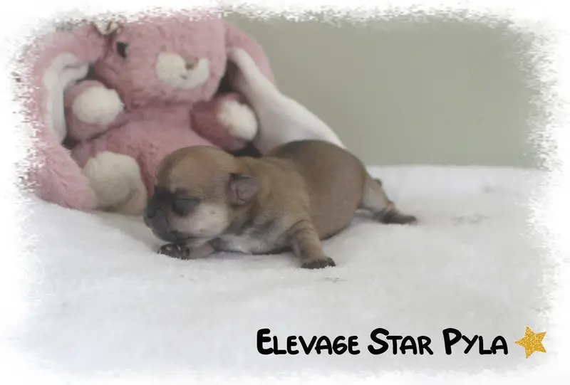 Portée de Chihuahua, élevage Star Pyla