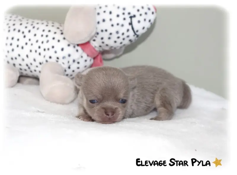 Blue Velvet Dream, Chihuahua, élevage Star Pyla