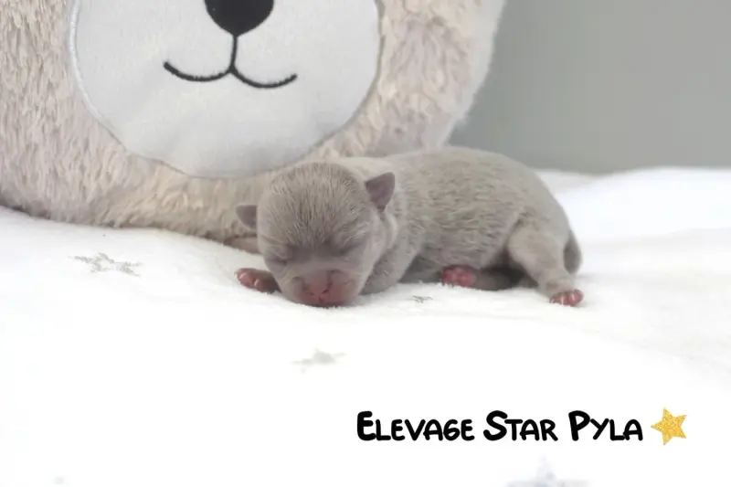 Portée de Chihuahua, élevage Star Pyla