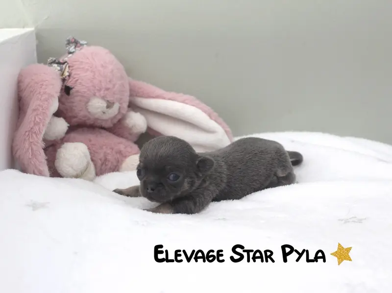 Portée de Chihuahua, élevage Star Pyla