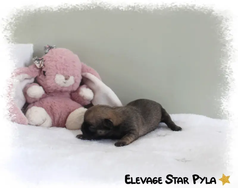 Portée de Chihuahua, élevage Star Pyla