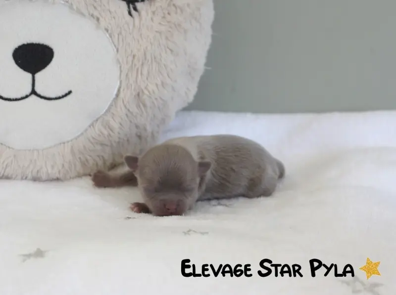 Portée de Chihuahua, élevage Star Pyla
