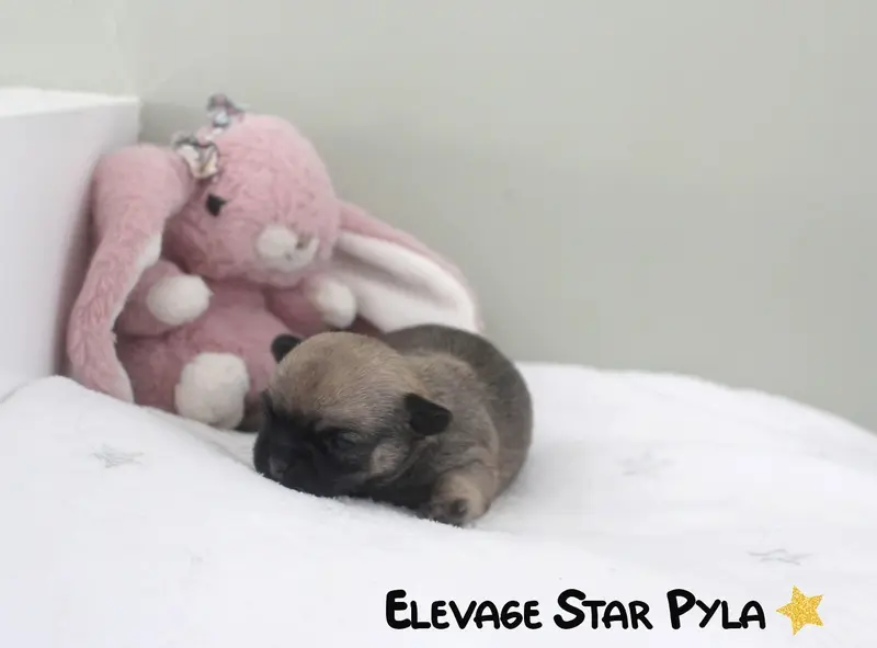 Portée de Chihuahua, élevage Star Pyla