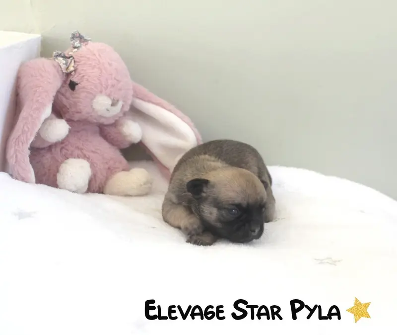 Portée de Chihuahua, élevage Star Pyla