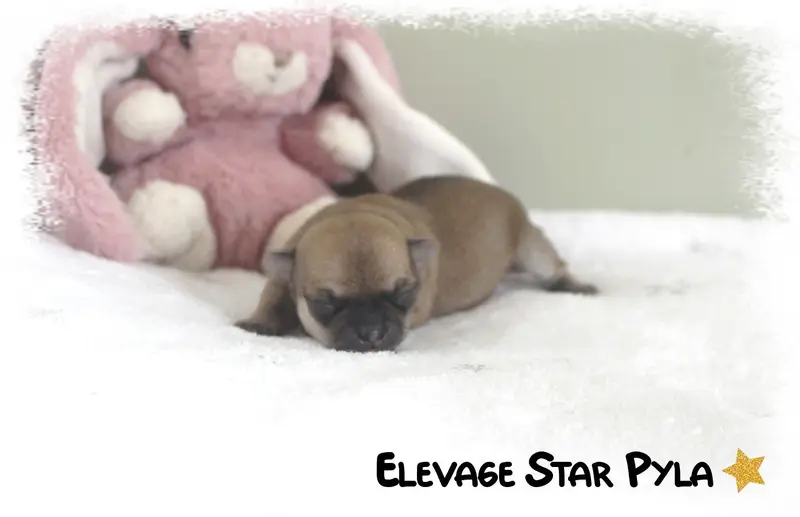 Photo de l'élevage Star Pyla
