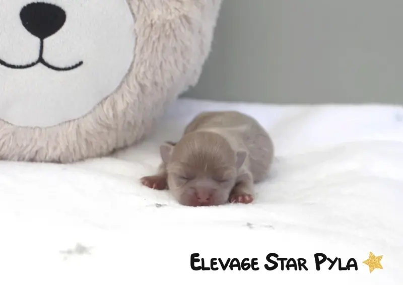 Portée de Chihuahua, élevage Star Pyla