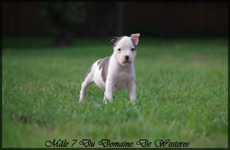Portée de American Staffordshire terrier, élevage Du Domaine de Westeros