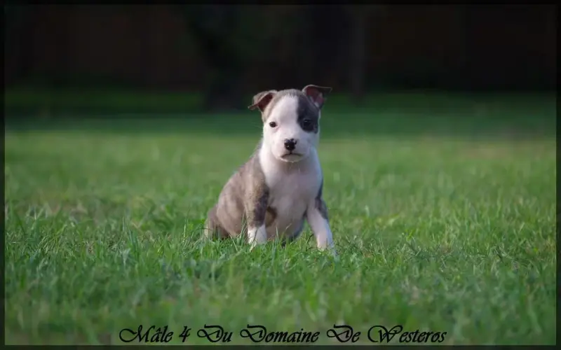 Chiot, American Staffordshire terrier, élevage Du Domaine de Westeros