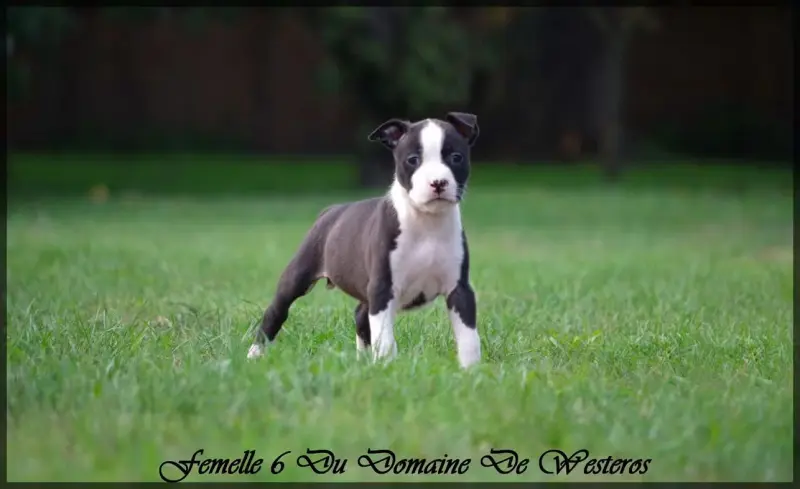 Chiot, American Staffordshire terrier, élevage Du Domaine de Westeros