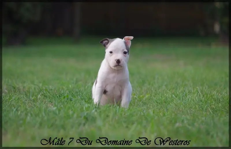 Portée de American Staffordshire terrier, élevage Du Domaine de Westeros