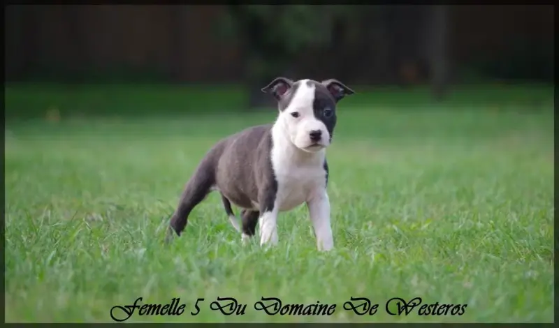 Chiot, American Staffordshire terrier, élevage Du Domaine de Westeros