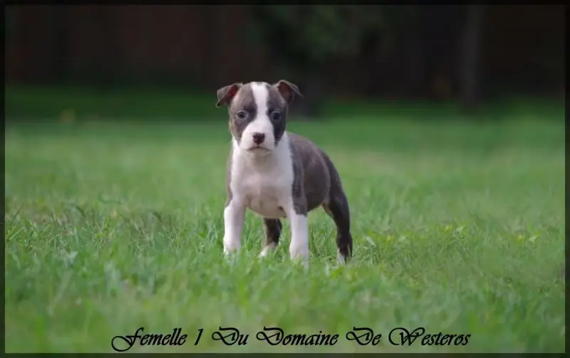 Chiot, American Staffordshire terrier, élevage Du Domaine de Westeros
