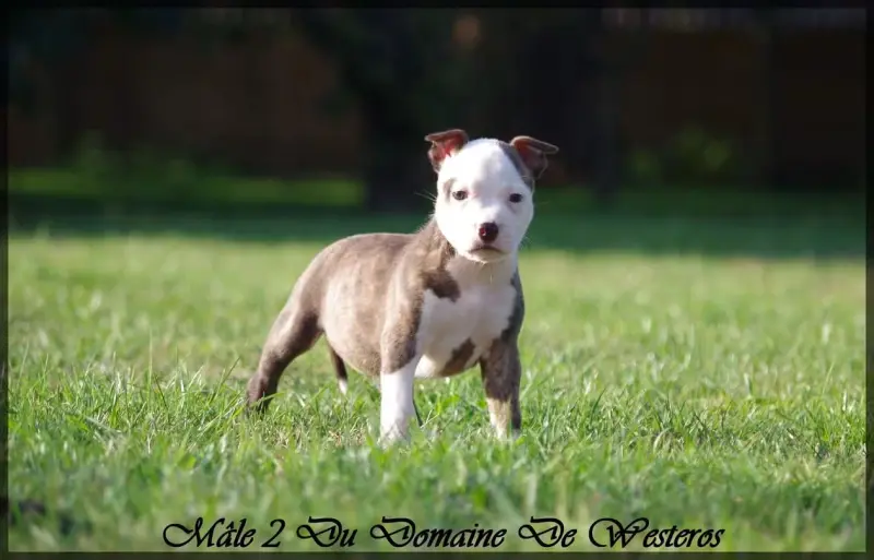 Chiot, American Staffordshire terrier, élevage Du Domaine de Westeros